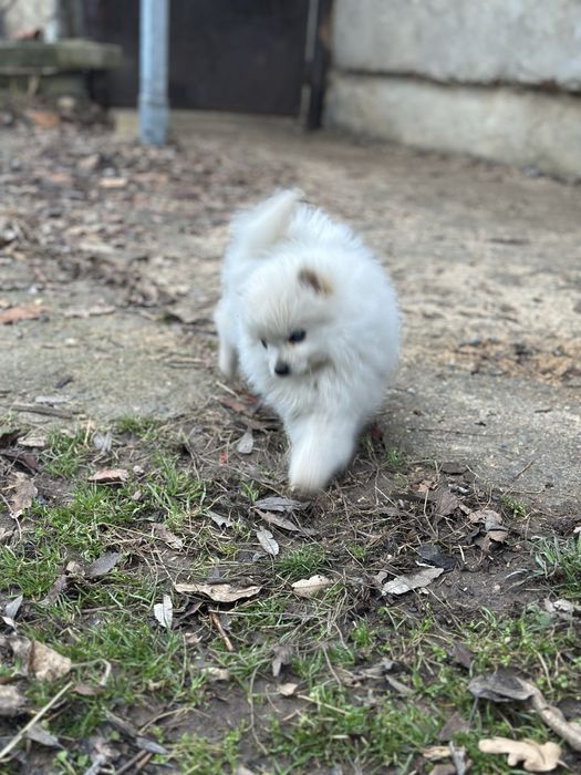 Женски немски шпиц