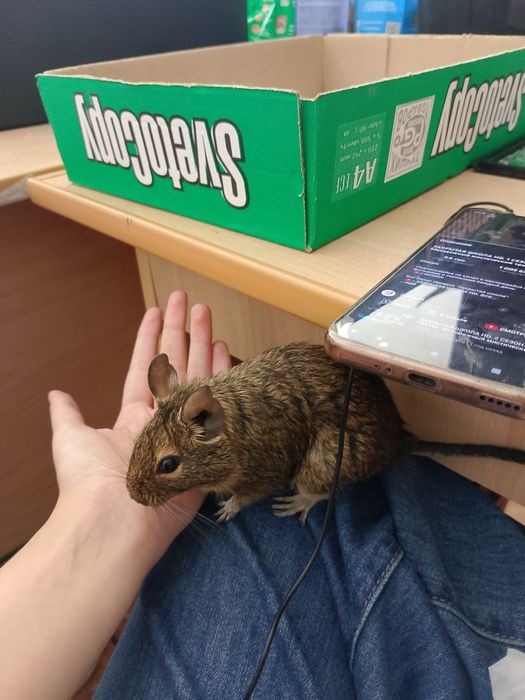 Белки Дегу с клеткой