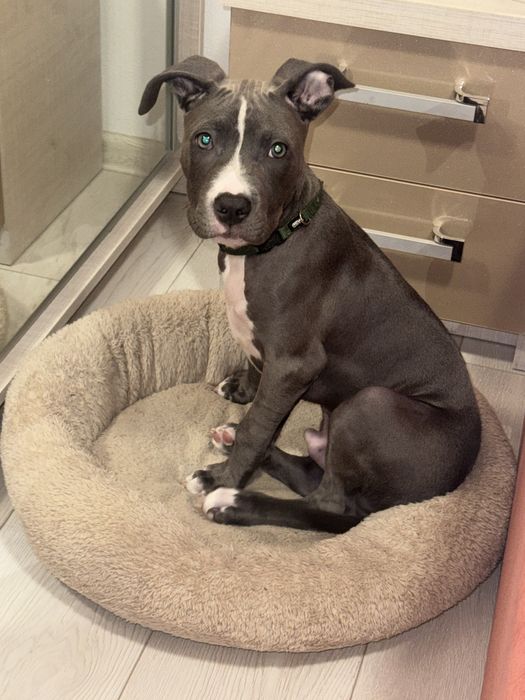 Amstaff blue mascul 10 luni