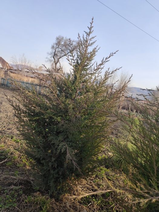 Туи,высота от 1 м до 1,6м