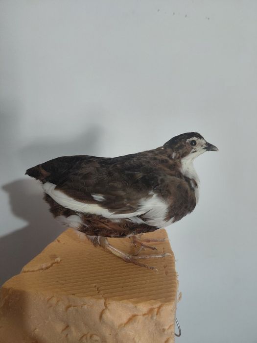 Prepelita impaiata taxidermie P4
