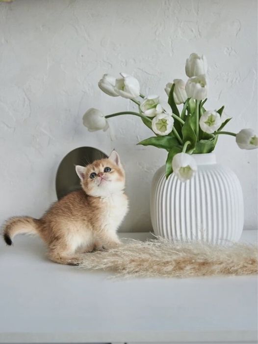 Продается золотые Шиншилы котята