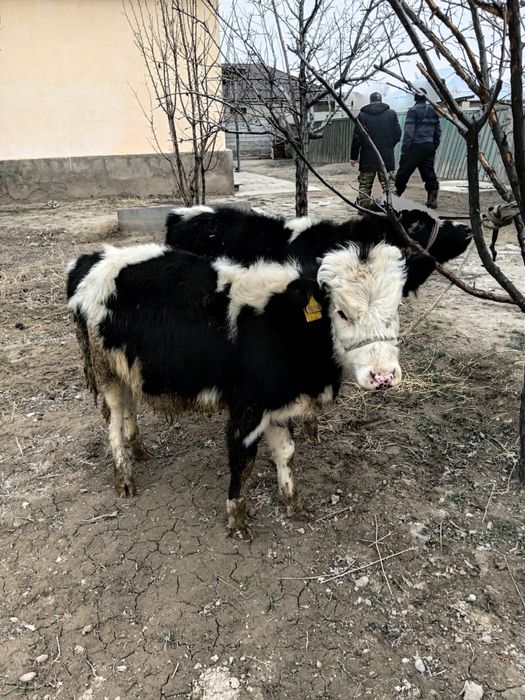 Бұқалар сатылады. Продам быков
