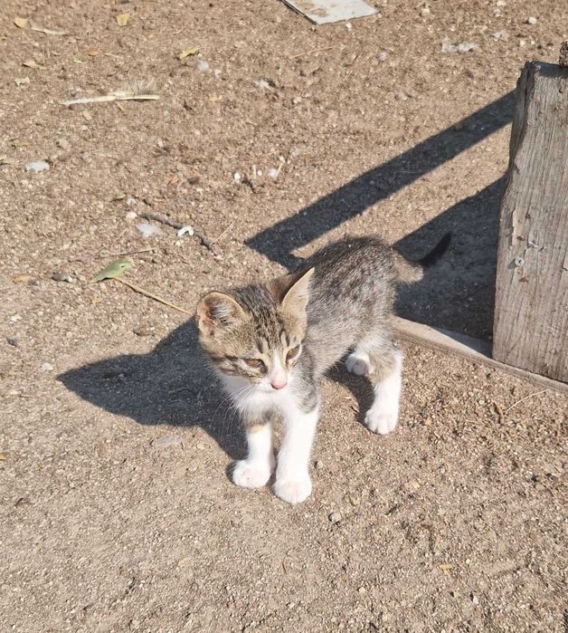 Бездомни котенца