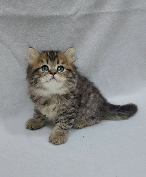 шотландский Скоттиш страйт мальчик