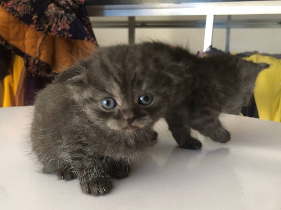 Schottish fold 1 oylik mushuklar sotiladi