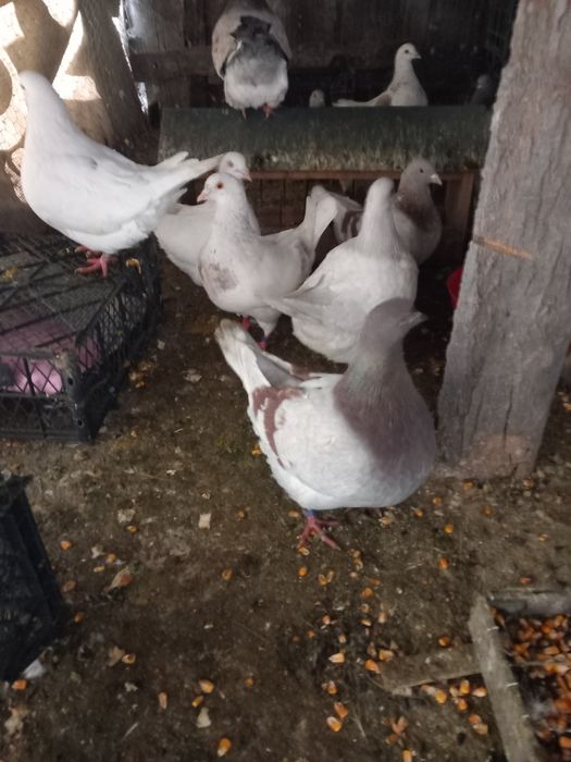 Porumbei texani disponibili