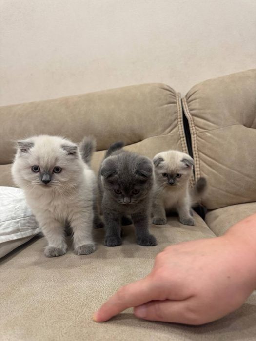Вислоухие котята 2 месяца очень ласковые прирученные к лотку