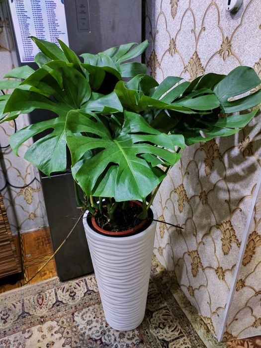 Комнатные растения. Доставка
