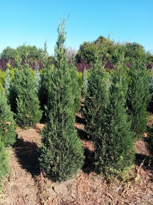 Chiparos leylandi plantație, pepinieră