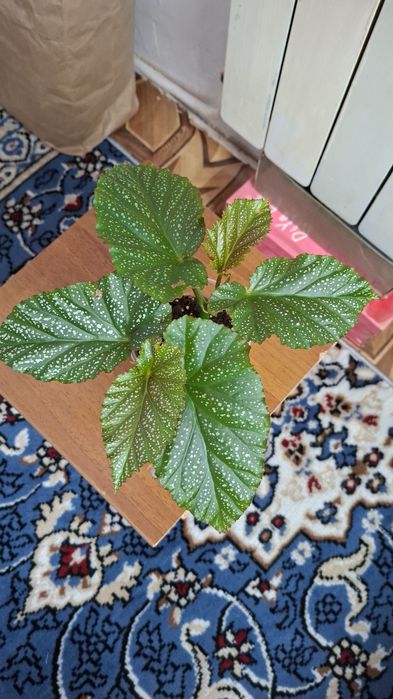 Комнатные цветы молодые