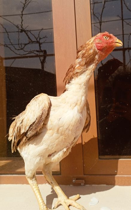 kulangi xoroz mokiyonlar