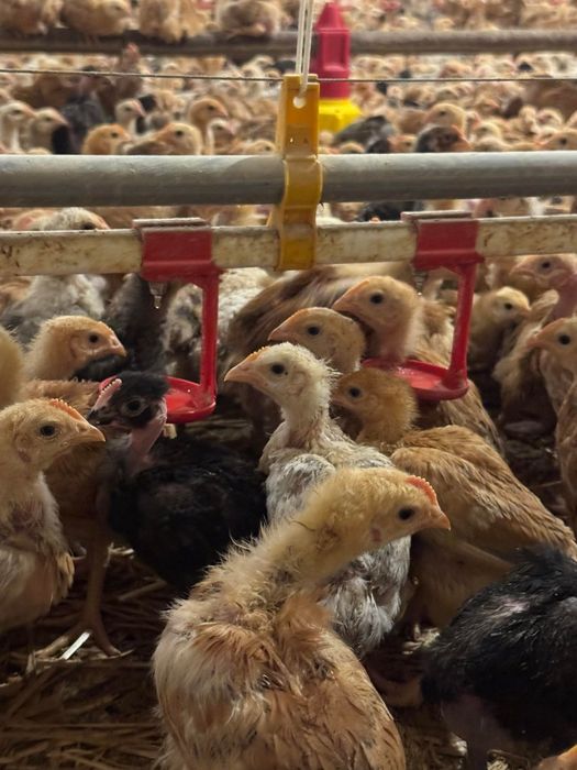 Pui rasa mixta, carne, pui zburati