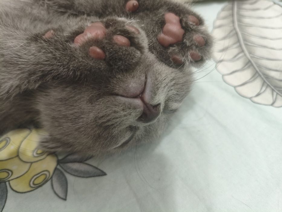 Котёнок шотландский веслоухий и прямоухий, mushucha skottish fold