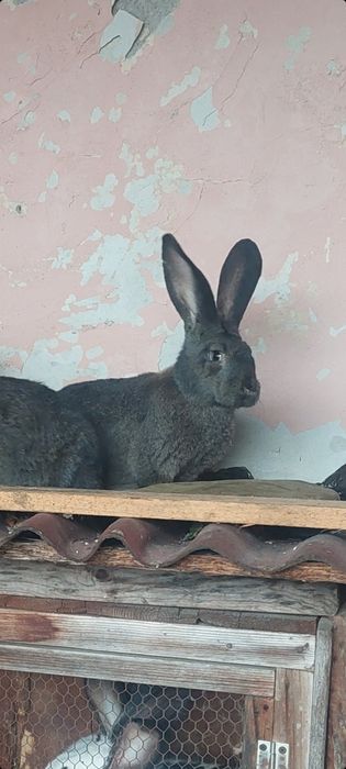 Продавам Зайци на 4м