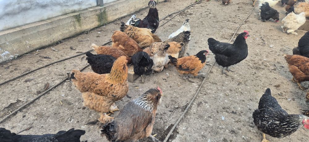 Oua de incubat de la aceste găini