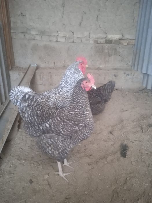 Amroks jojalari sotiladi 35 min 1 oyligi