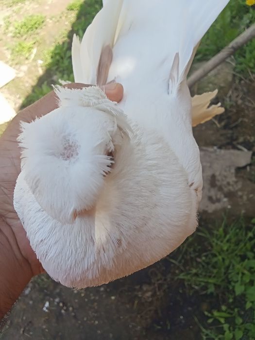 Продам голубей хороших