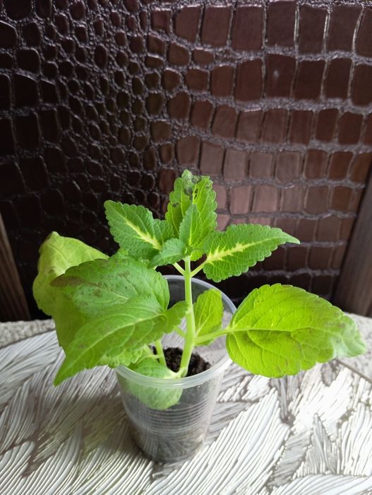 Укоренённые колеусы