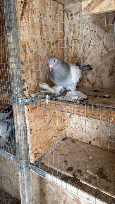 Срочно продаются голуби