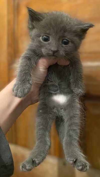 отдам котят в хорошие руки
