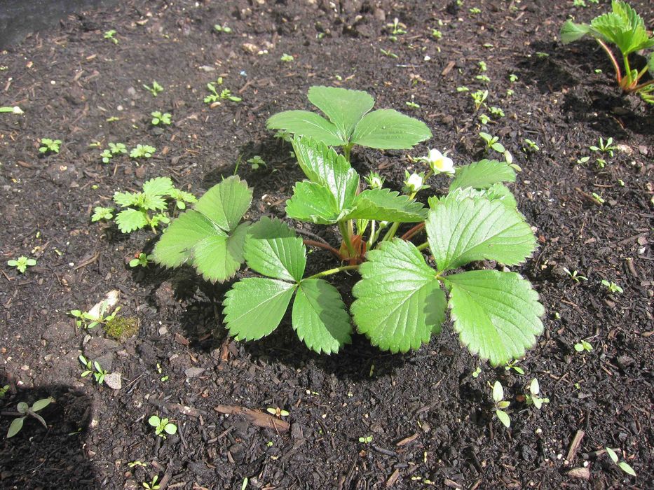 Клубника фото листьев Клубника фото листьев