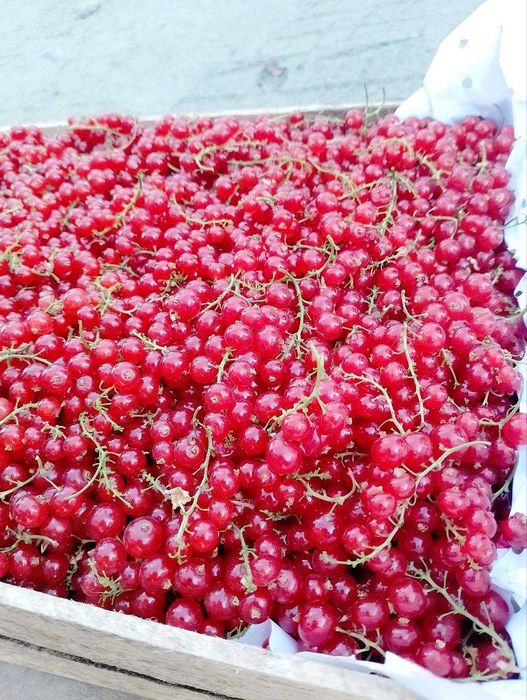 Саженцы Российской красной и черной Смородины, Малины и Йошты