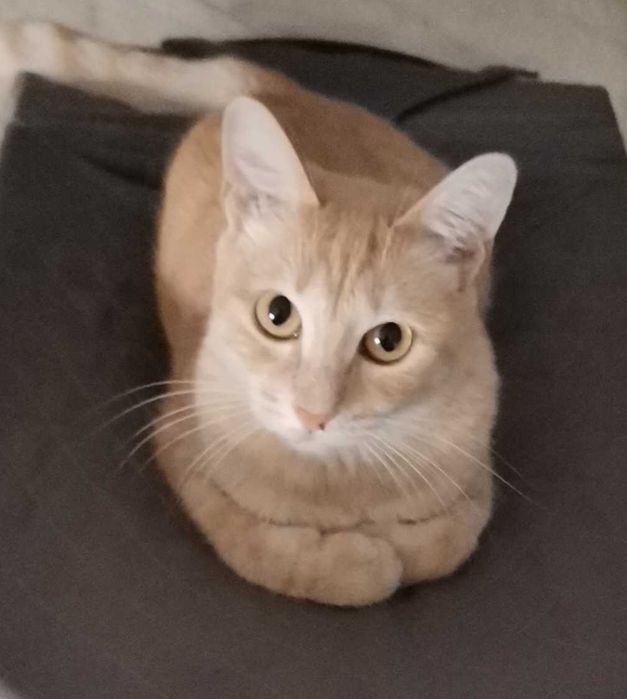 Потерялась кошка.