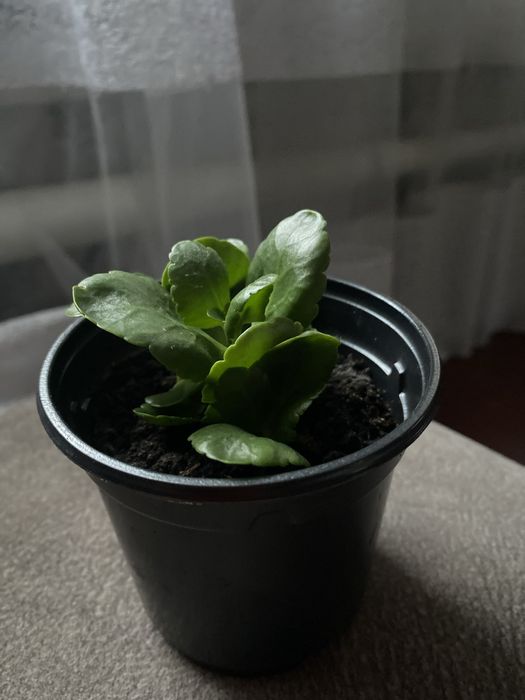 Отростки каланхое