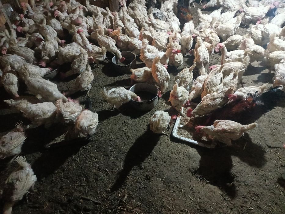 Продаются куры коралл ник