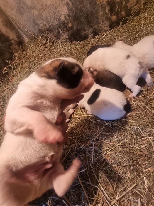 Алабай болалари сотилади