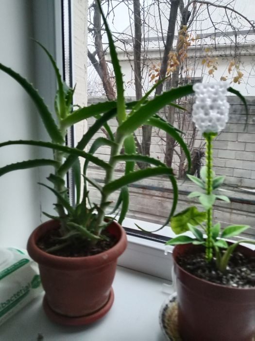 Алоэ сатылады,емдік,бөлмелік
