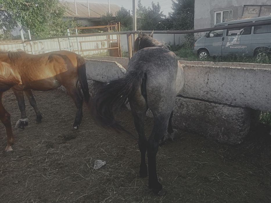 Продам лошадей с откоме