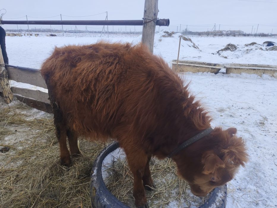 Продам годовалого бычка