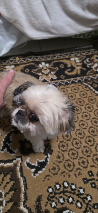 Donez o cățelușa Shih Tzu la o familie iubitoare