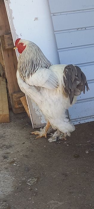 Familie brahma de vânzare