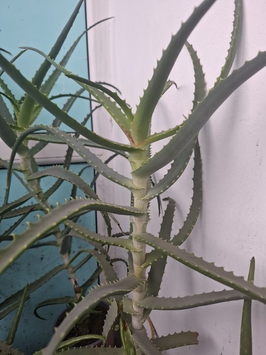 Vind Aloe Vera 5 ani