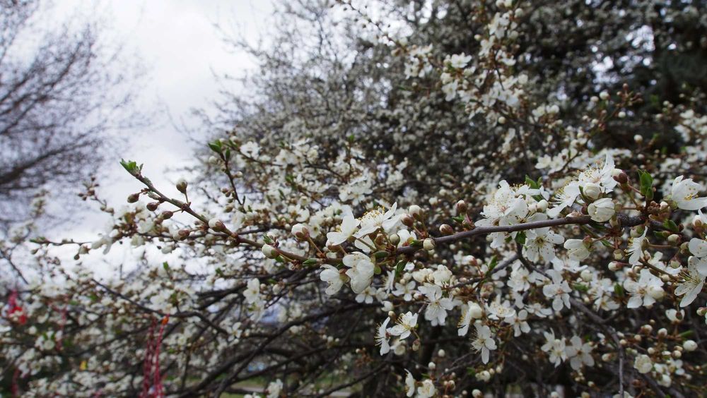 20MP, 4K/30fps YI M1 Mirrorless Camera, 12-40mm f/3.5-5.6 М4/3 обектив