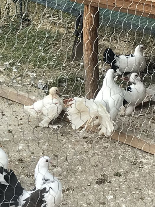 Porumbei Voltati / Rotati