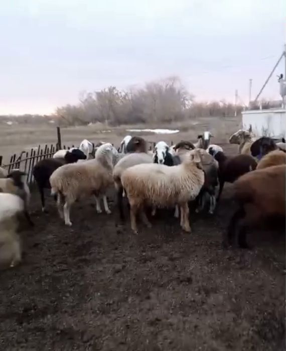 Продам или обменяю