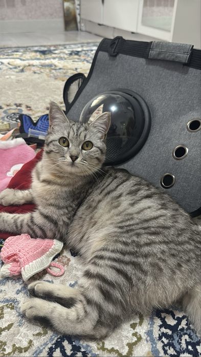 Бүкіл дүниясымен берем,қыз мысық