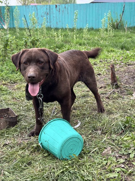 Лабрадор продается