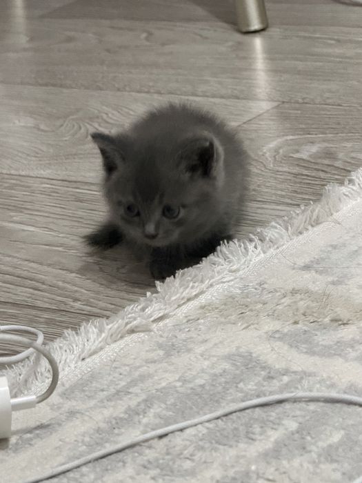 Продаю котенка девочка
