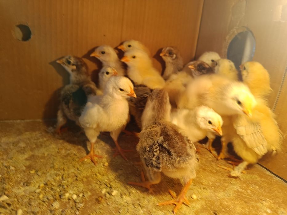 Продам домашних недельных цыплят