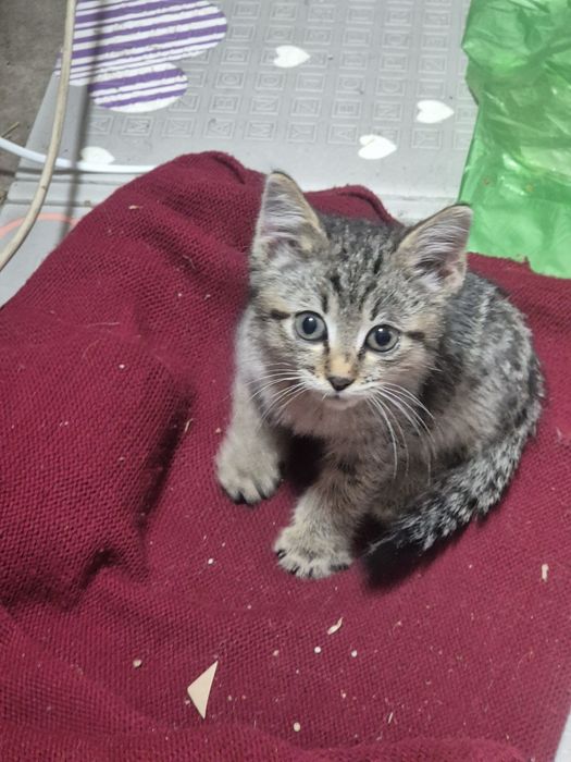 Отдам котёнка кошечка