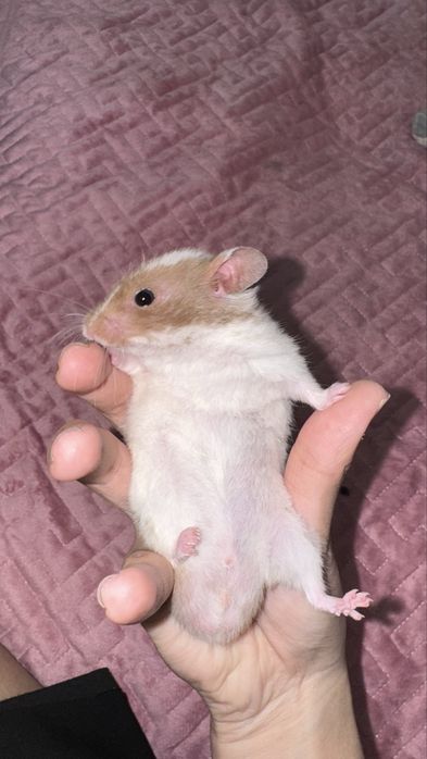 Хомяки ,4 шт , 3 девочки 1 малчик