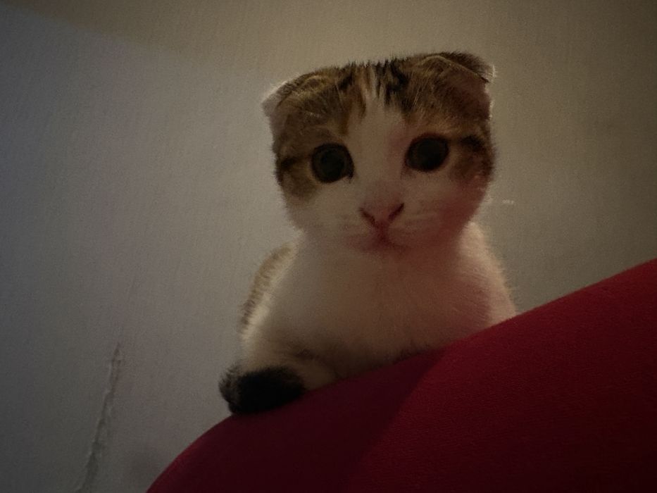 Отдам в хорошие руки