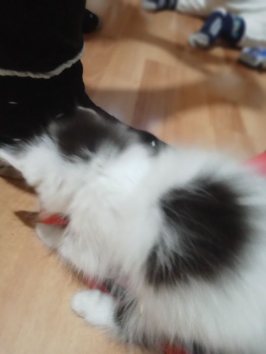 Пушистики ,полтора месяца,в добрые руки.