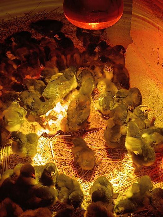 Балапан.Цеплята.