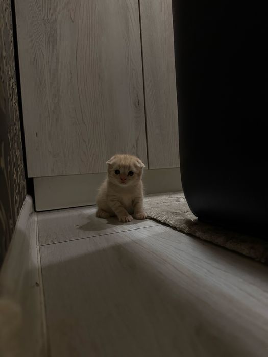 Шотланский веслоухий